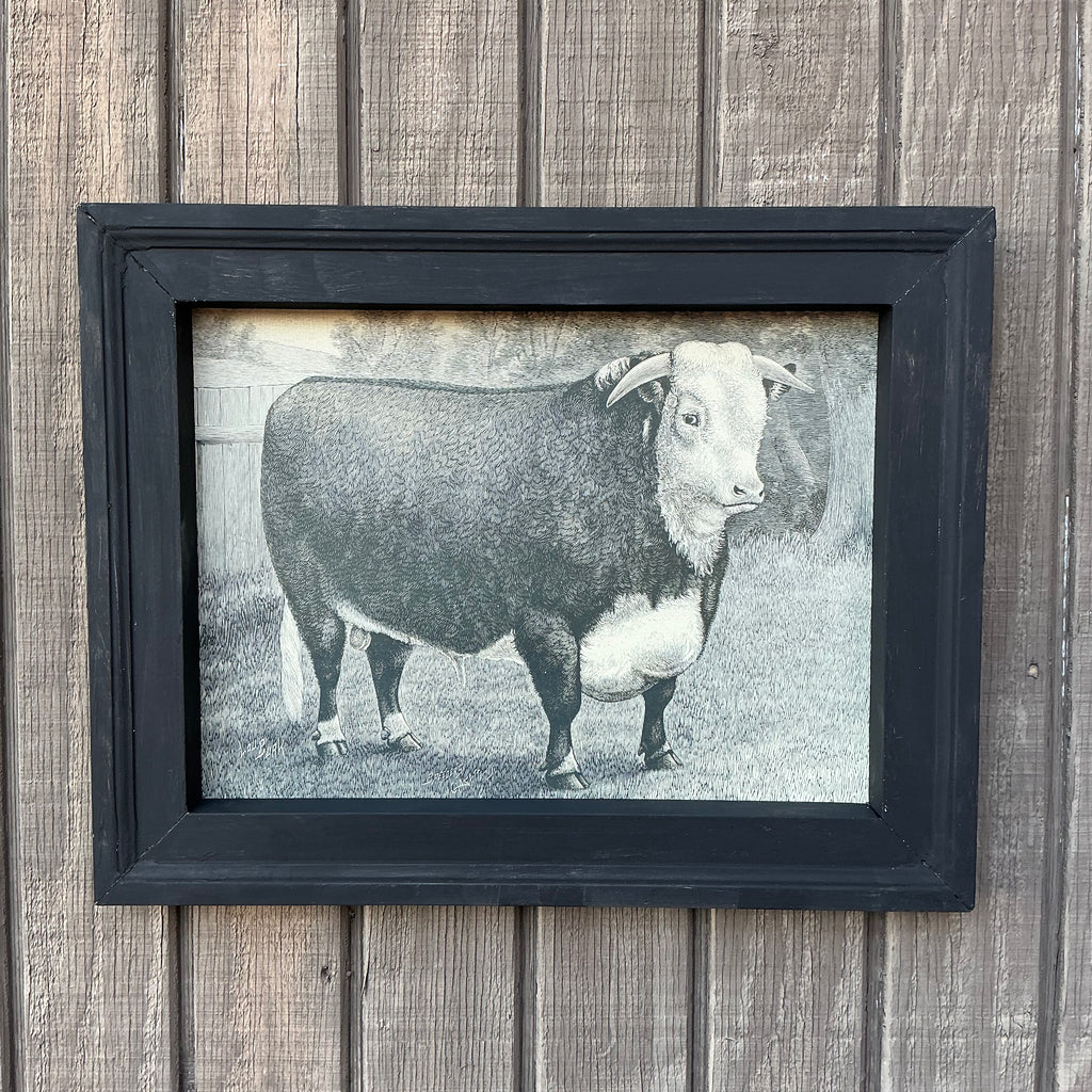 Framed Canvas Print of Hereford Bull