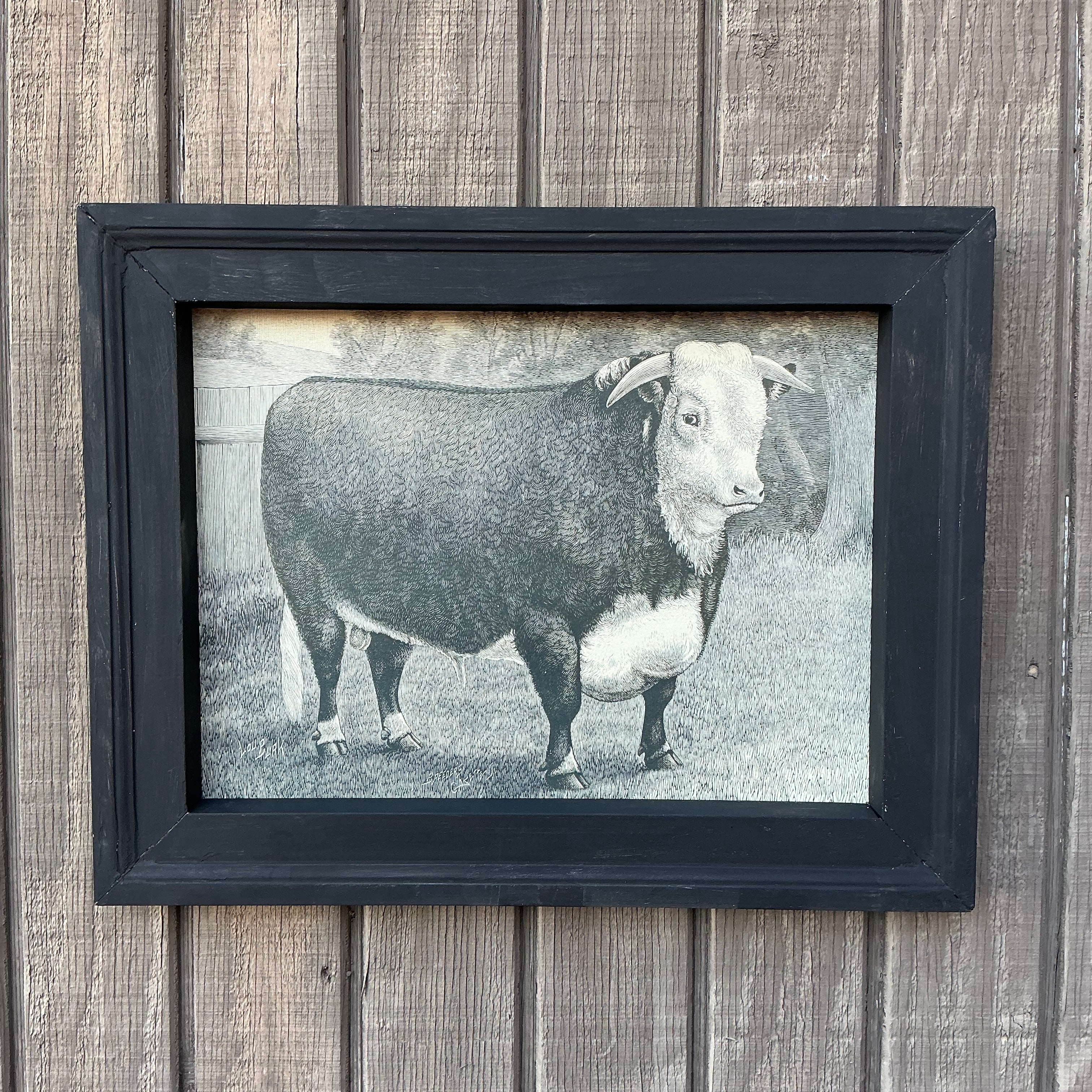 Framed Canvas Print of Hereford Bull