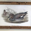 Gadwall Framed Duck Print