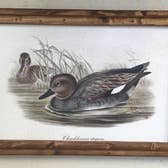Gadwall Framed Duck Print