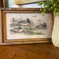 Ducks in Pond Framed Canvas