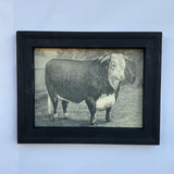 Framed Canvas Print of Hereford Bull