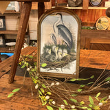Heron and Chicks in Nest in Med Arch