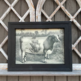 Framed Canvas Print of Shorthorn Bull