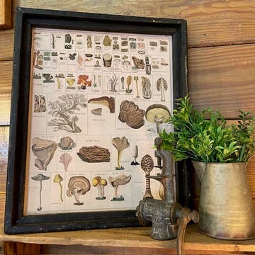 Mushroom Canvas Print Framed 1