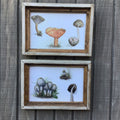 Set of 2 Vintage Mushroom Prints