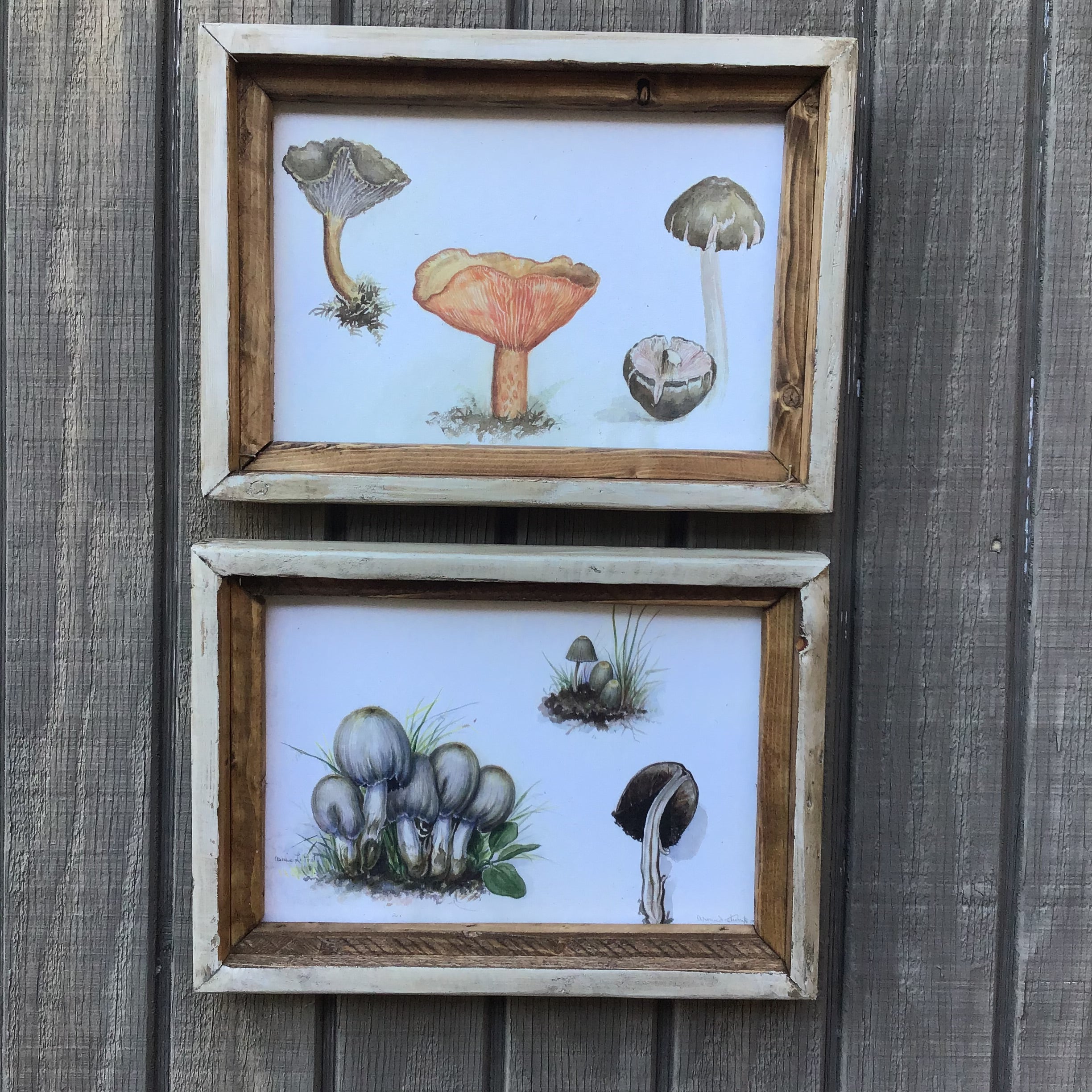 Set of 2 Vintage Mushroom Prints