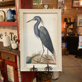 Blue Heron Framed Print Left Facing