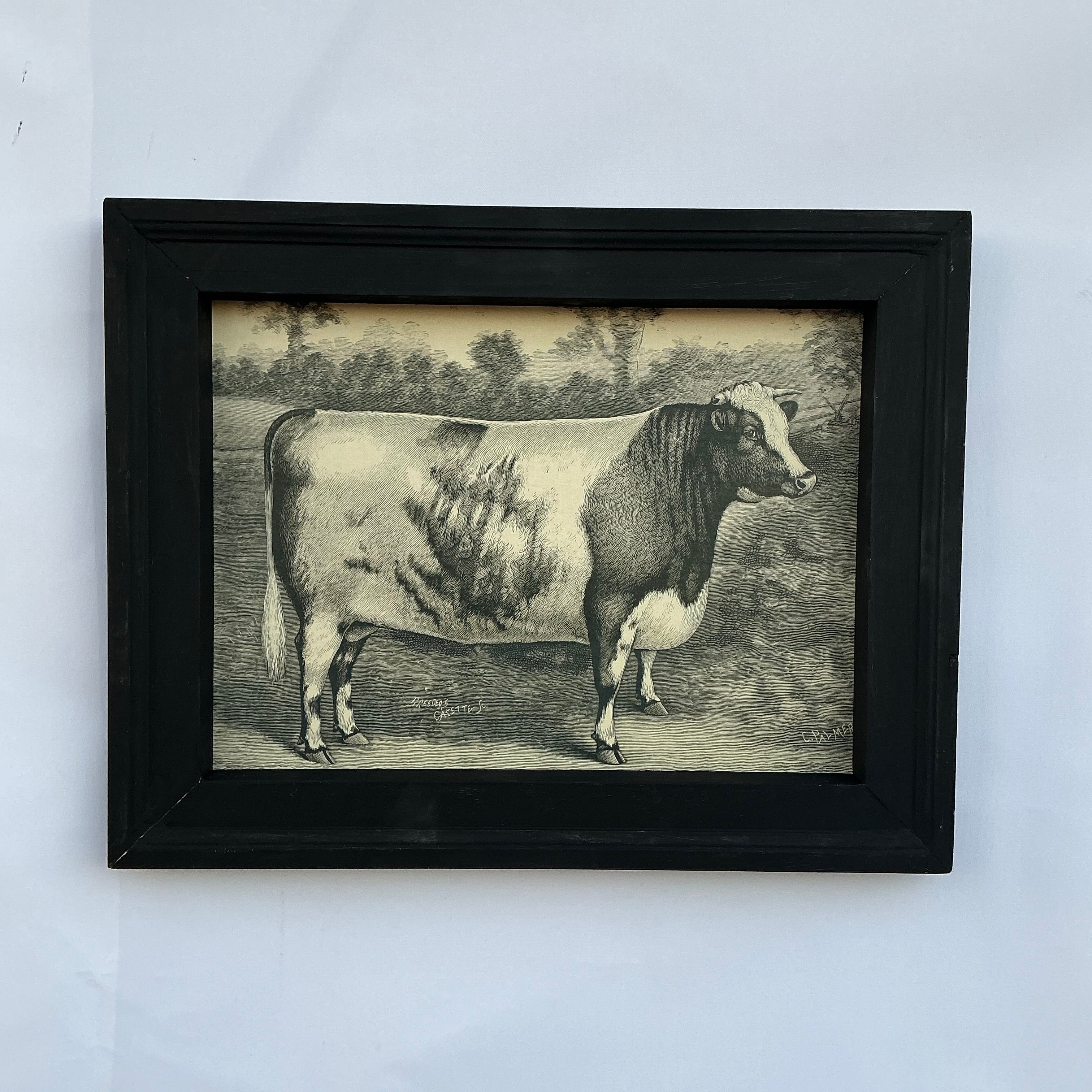Framed Canvas Print of Shorthorn Bull