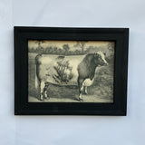 Framed Canvas Print of Shorthorn Bull