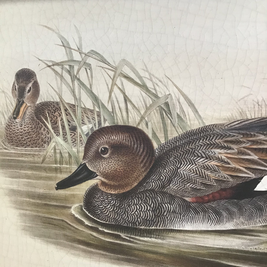 Garganey Framed Duck Print