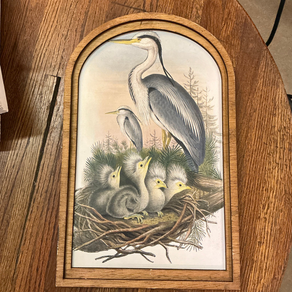 Heron and Chicks in Nest in Med Arch