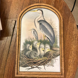 Heron and Chicks in Nest in Med Arch