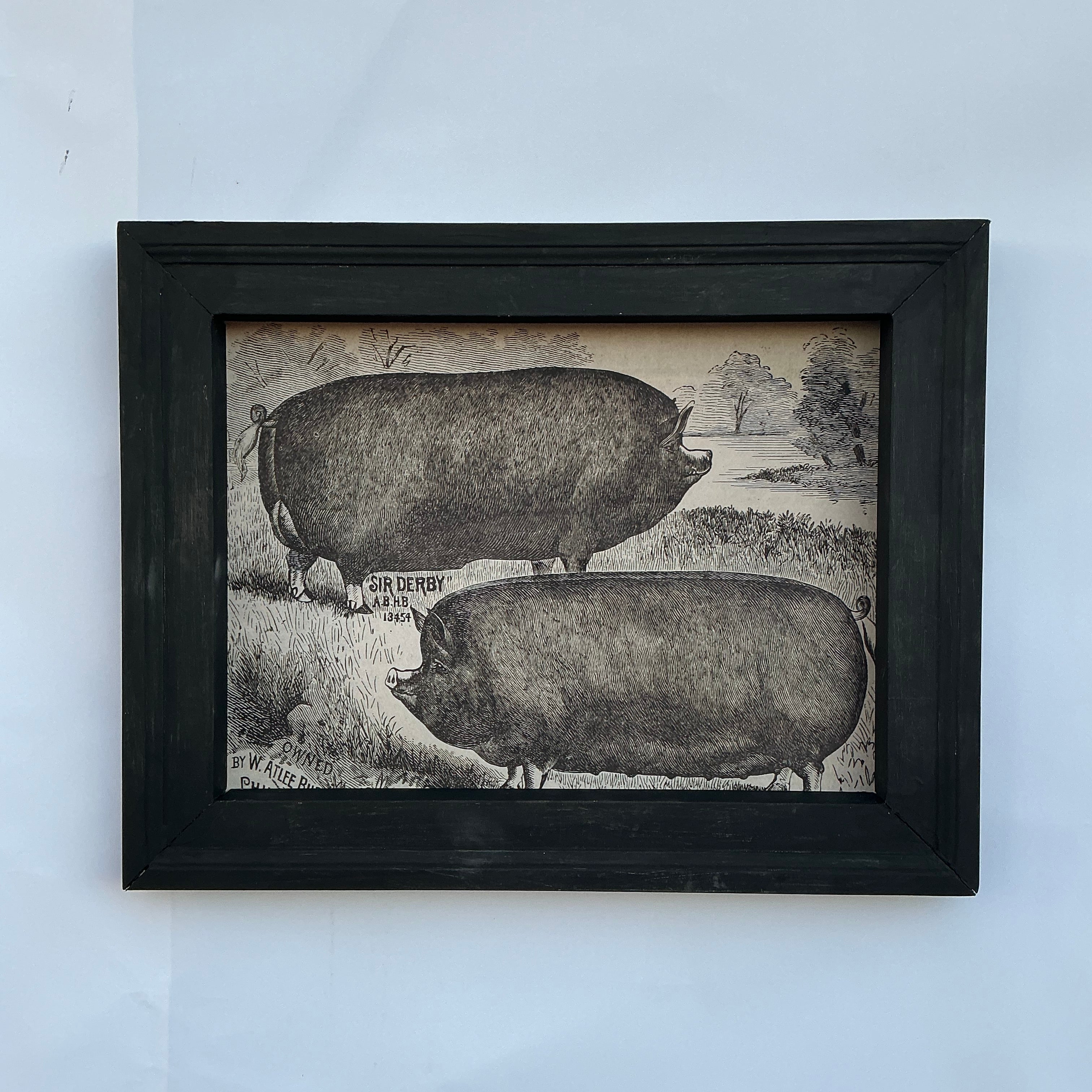 Framed Canvas Print Berkshire Pigs