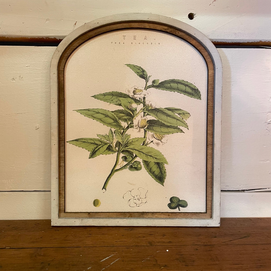 Tea Botanical Canvas Print Framed in Arch