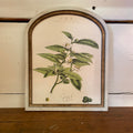 Tea Botanical Canvas Print Framed in Arch