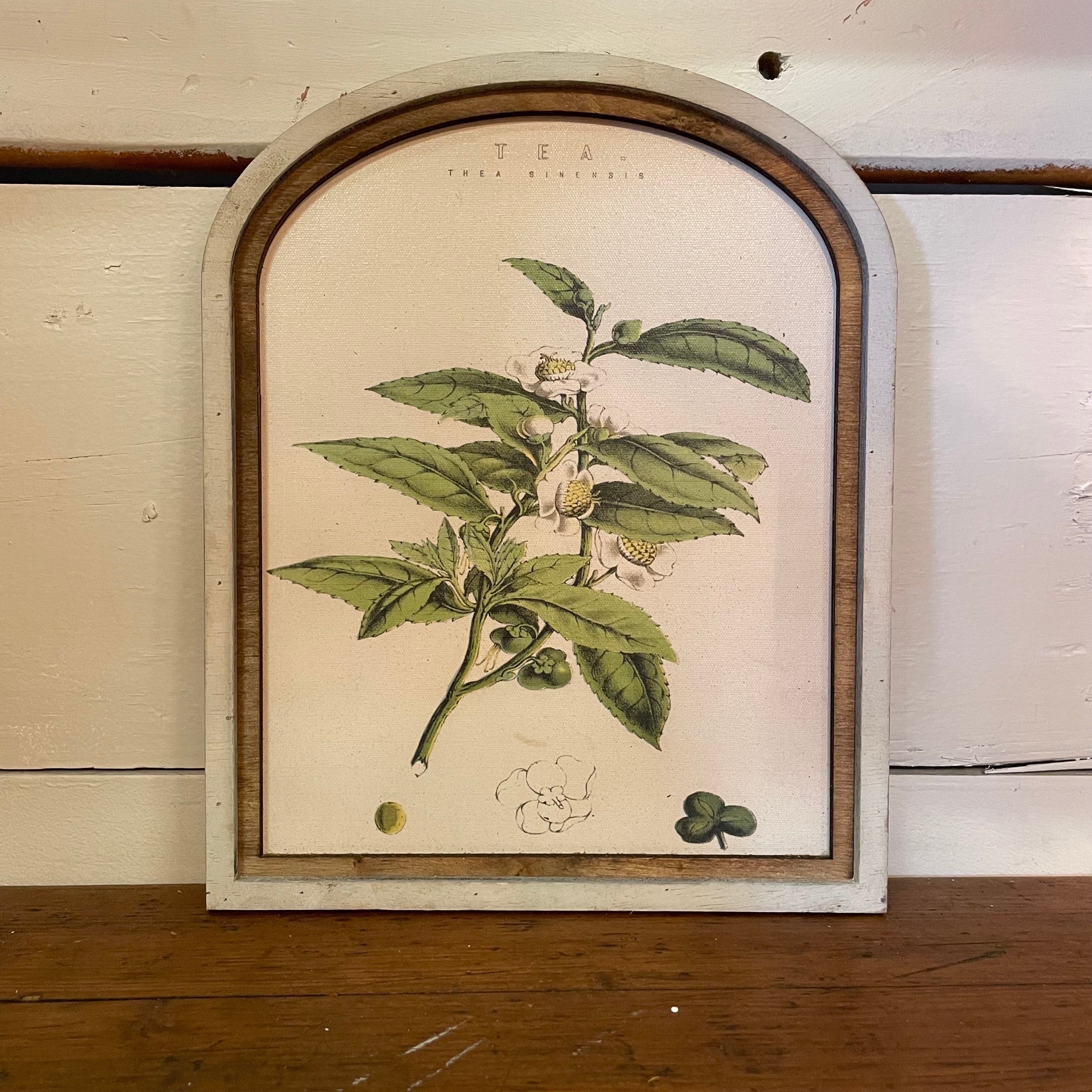 Tea Botanical Canvas Print Framed in Arch