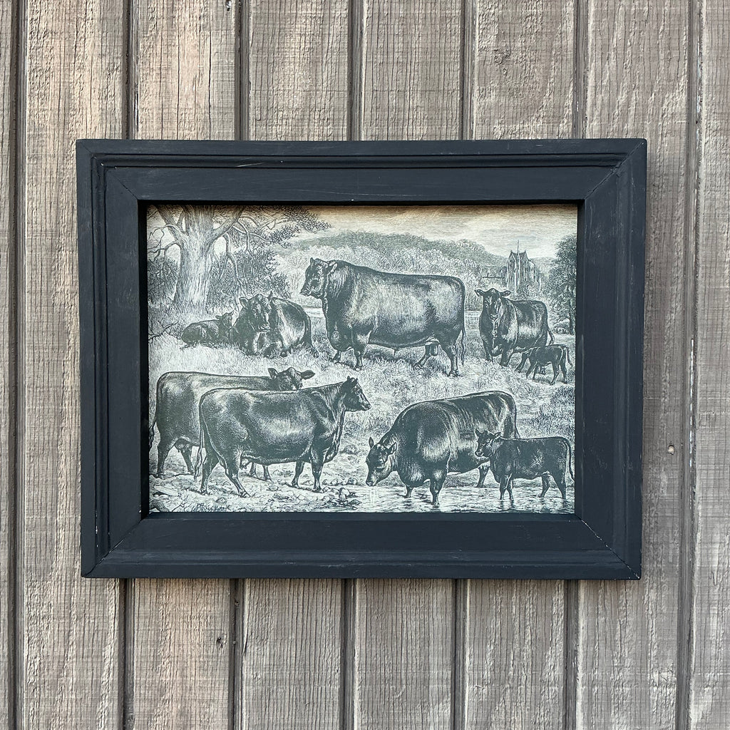 Framed Canvas Print of Angus Herd