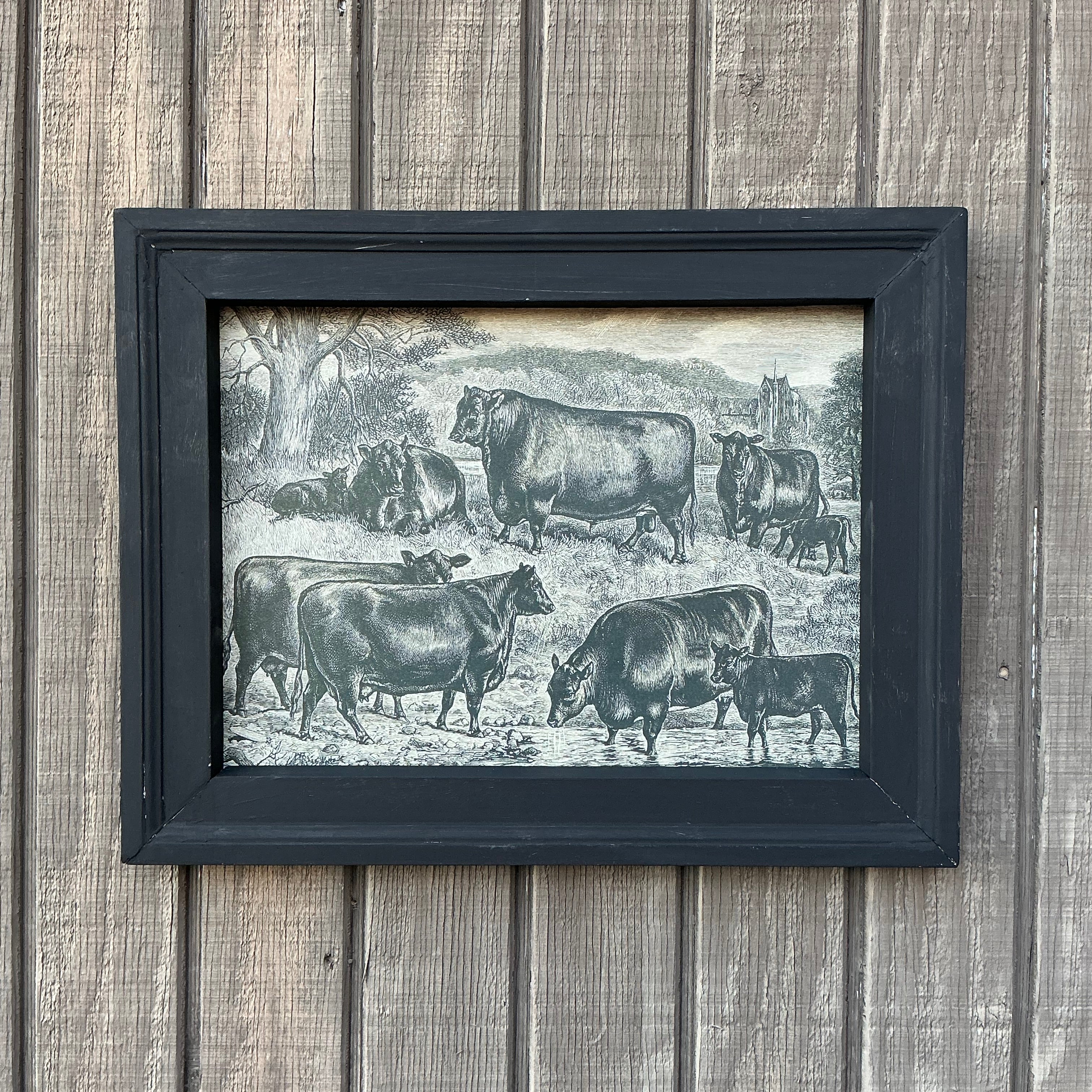 Framed Canvas Print of Angus Herd
