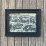 Framed Canvas Print of Angus Herd