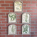 Set of 5 Arched Herb Framed Prints