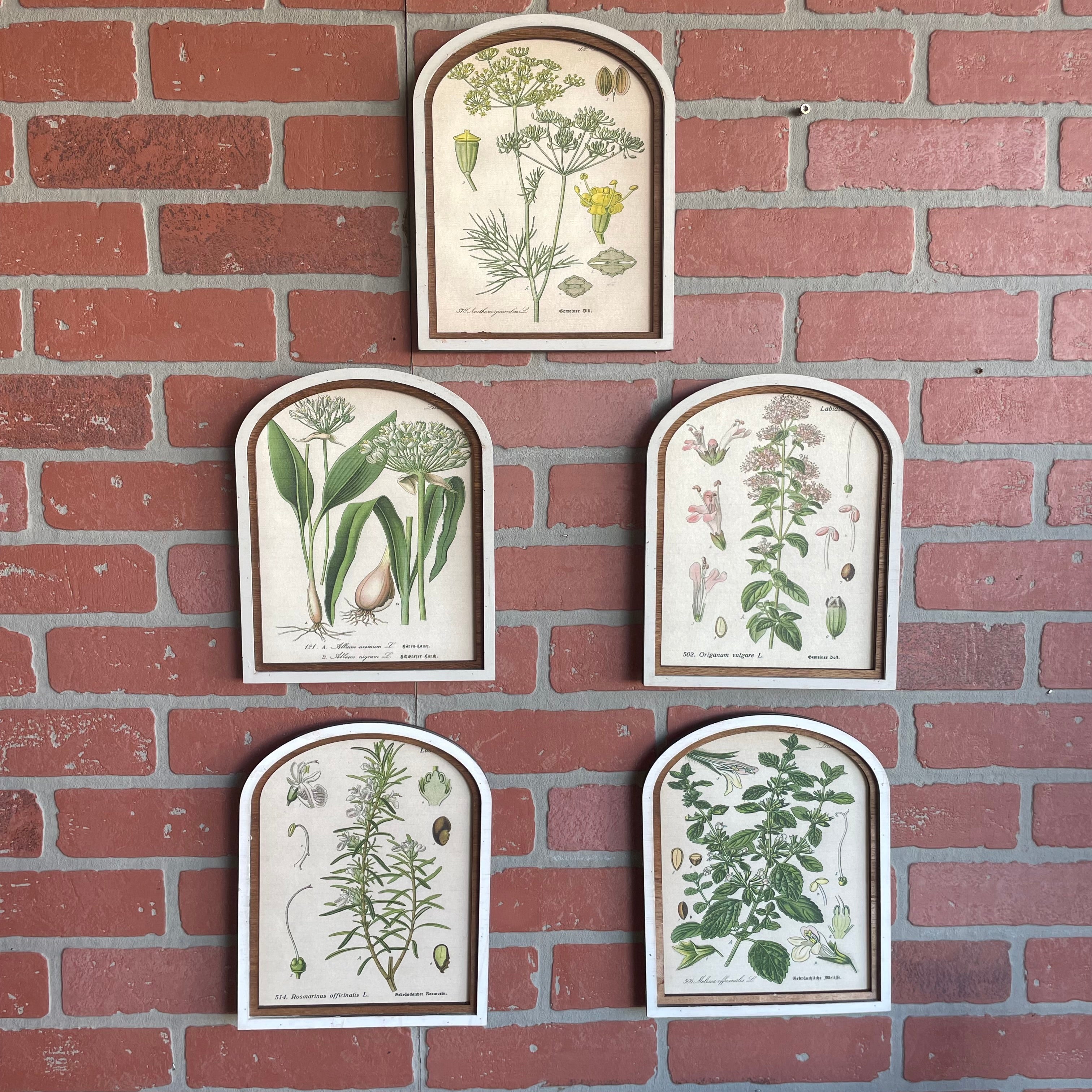 Set of 5 Arched Herb Framed Prints