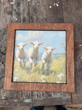 Square Lambs Running in Field