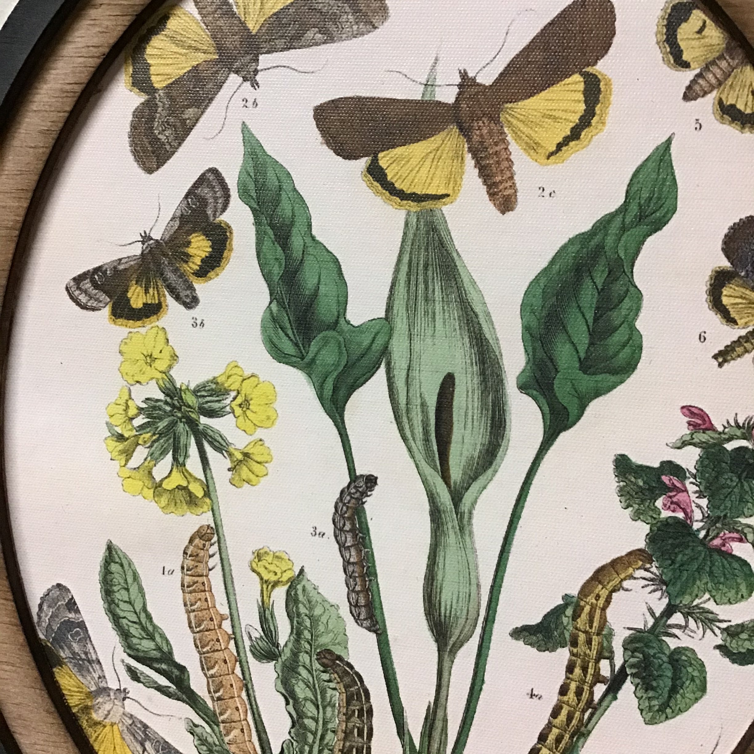 Set of 3 Oval Framed Butterfly Prints
