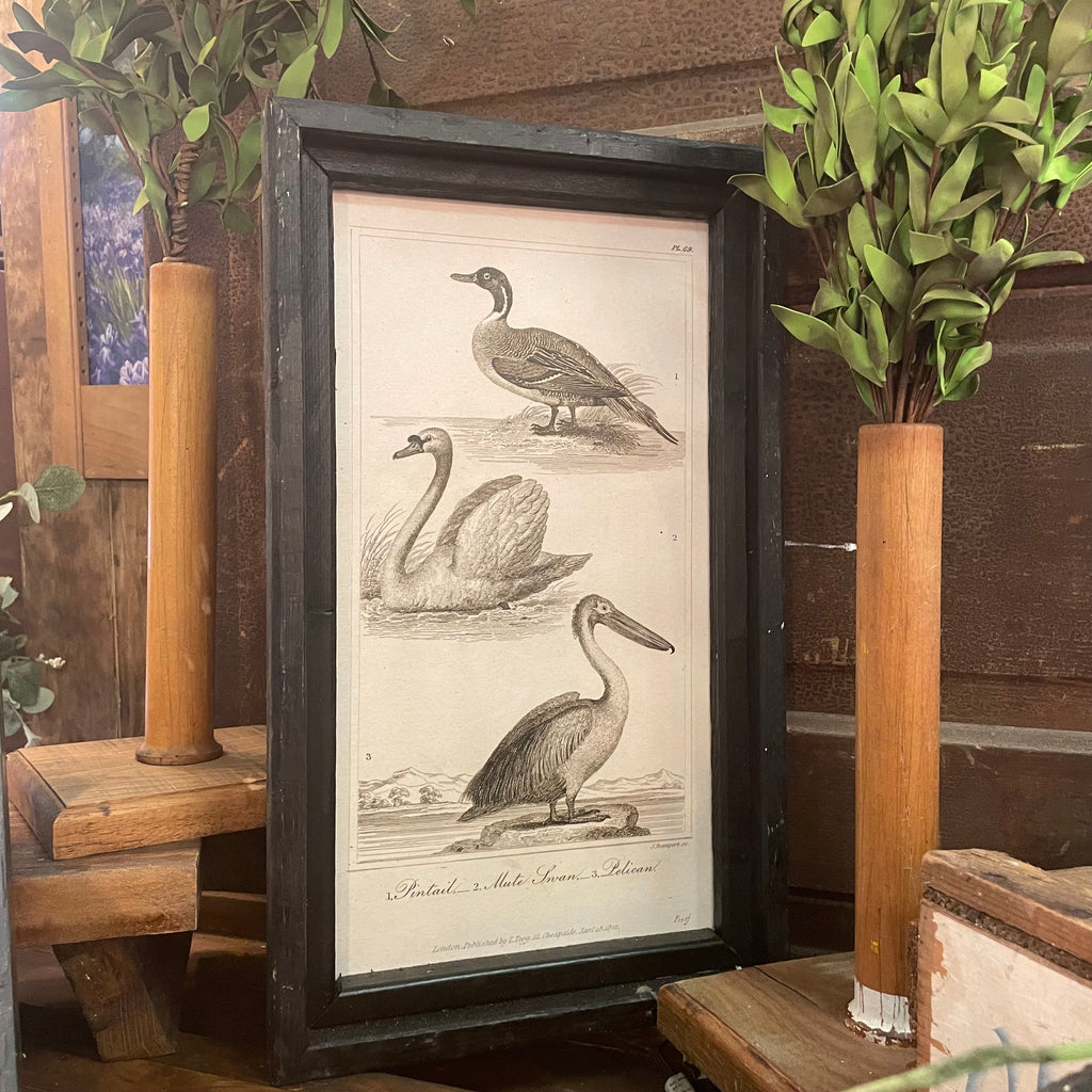 Pintail, Swan, and Pelican Framed Canvas Print