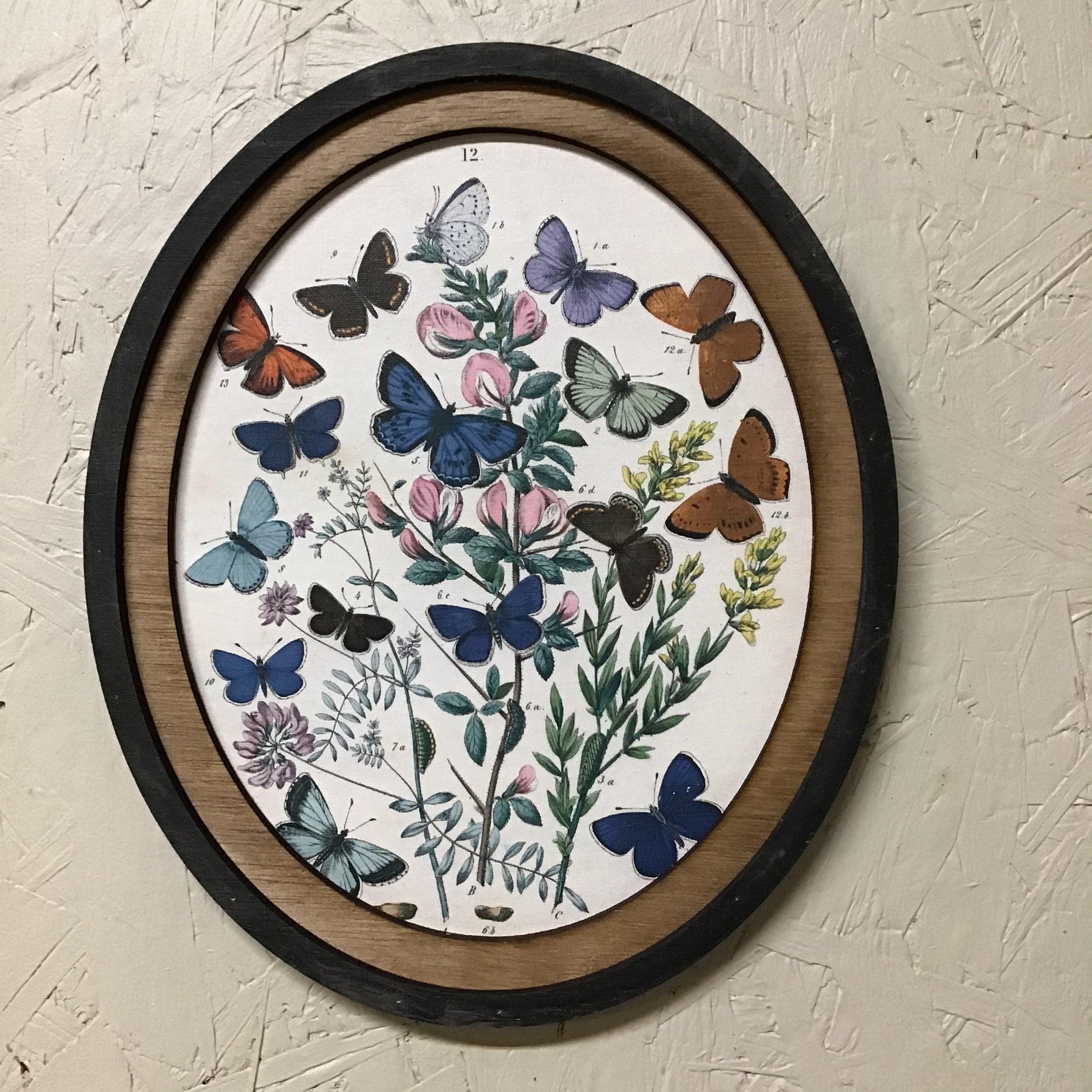 Set of 3 Oval Framed Butterfly Prints