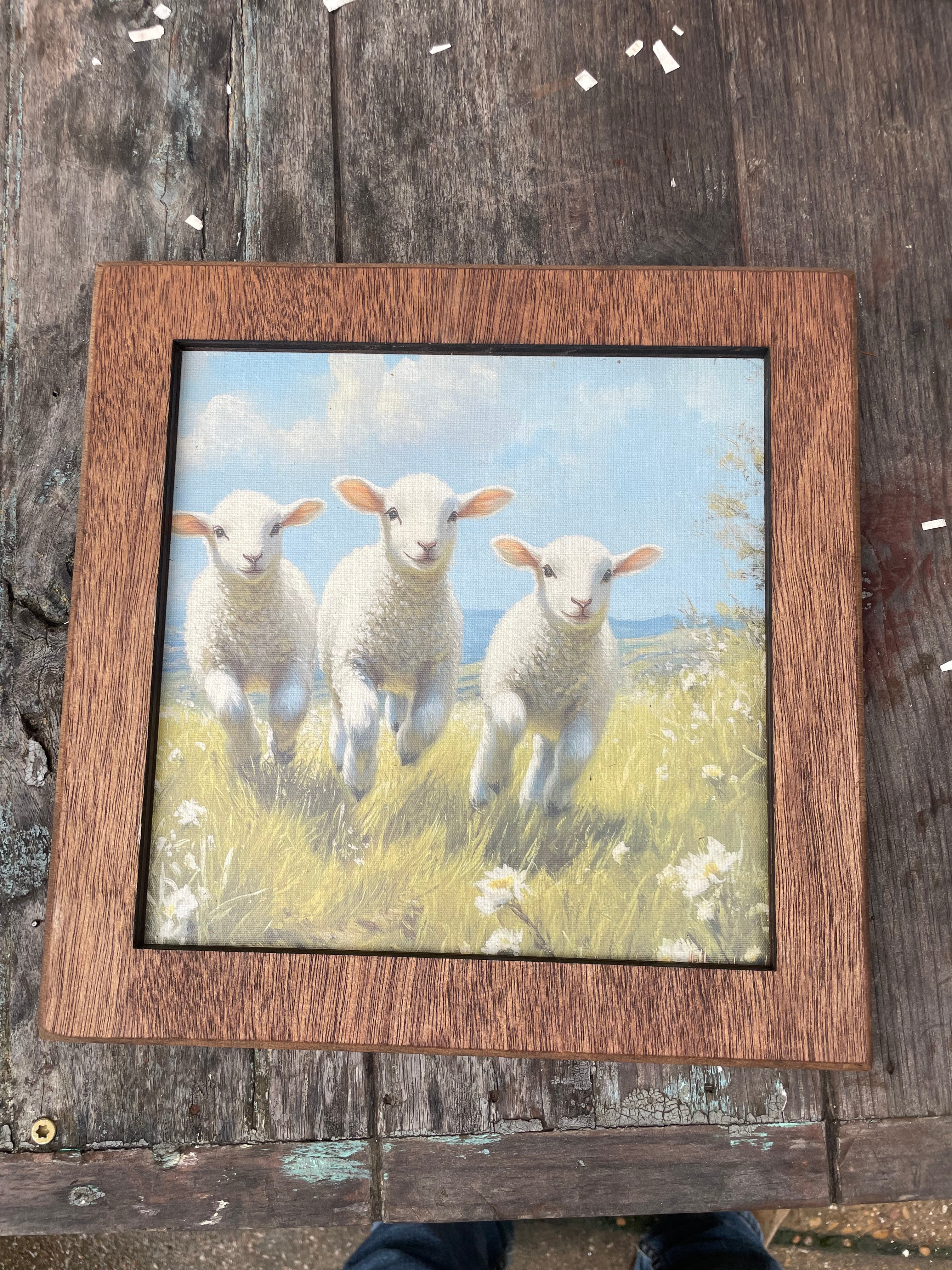 Square Lamb/Sheep in Meadow Framed