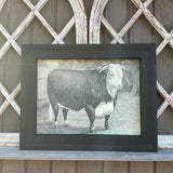 Framed Canvas Print of Hereford Bull