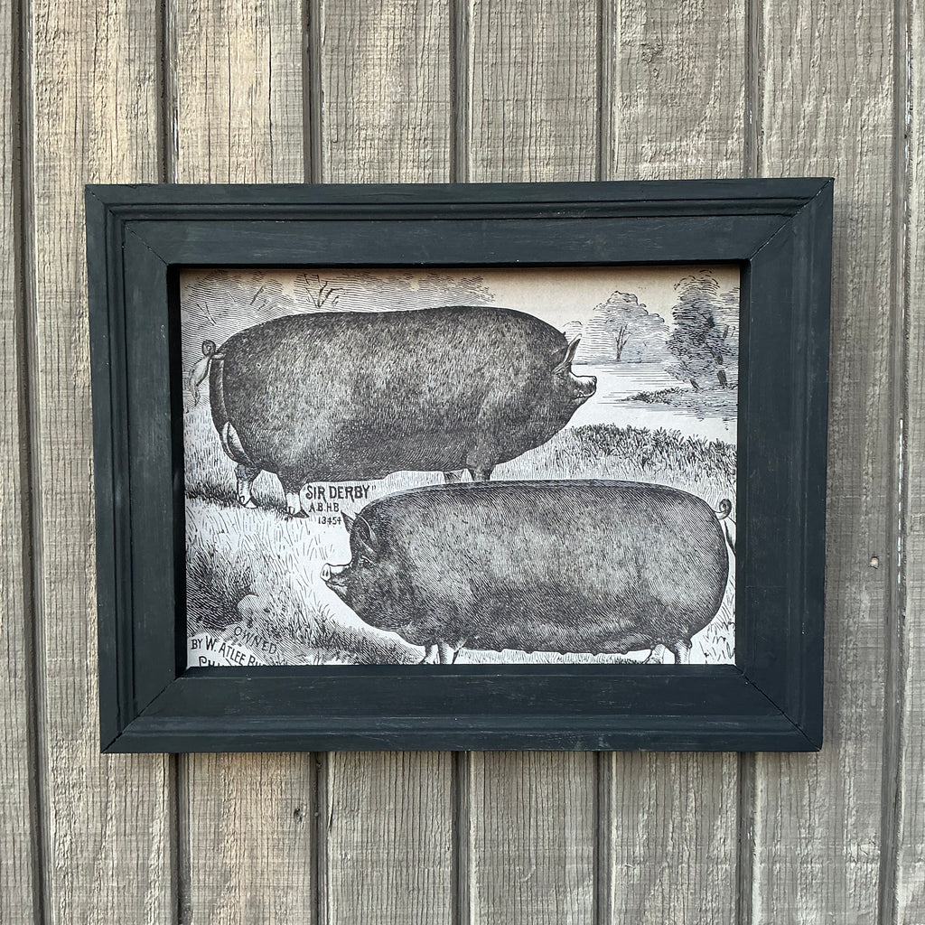 Framed Canvas Print Berkshire Pigs