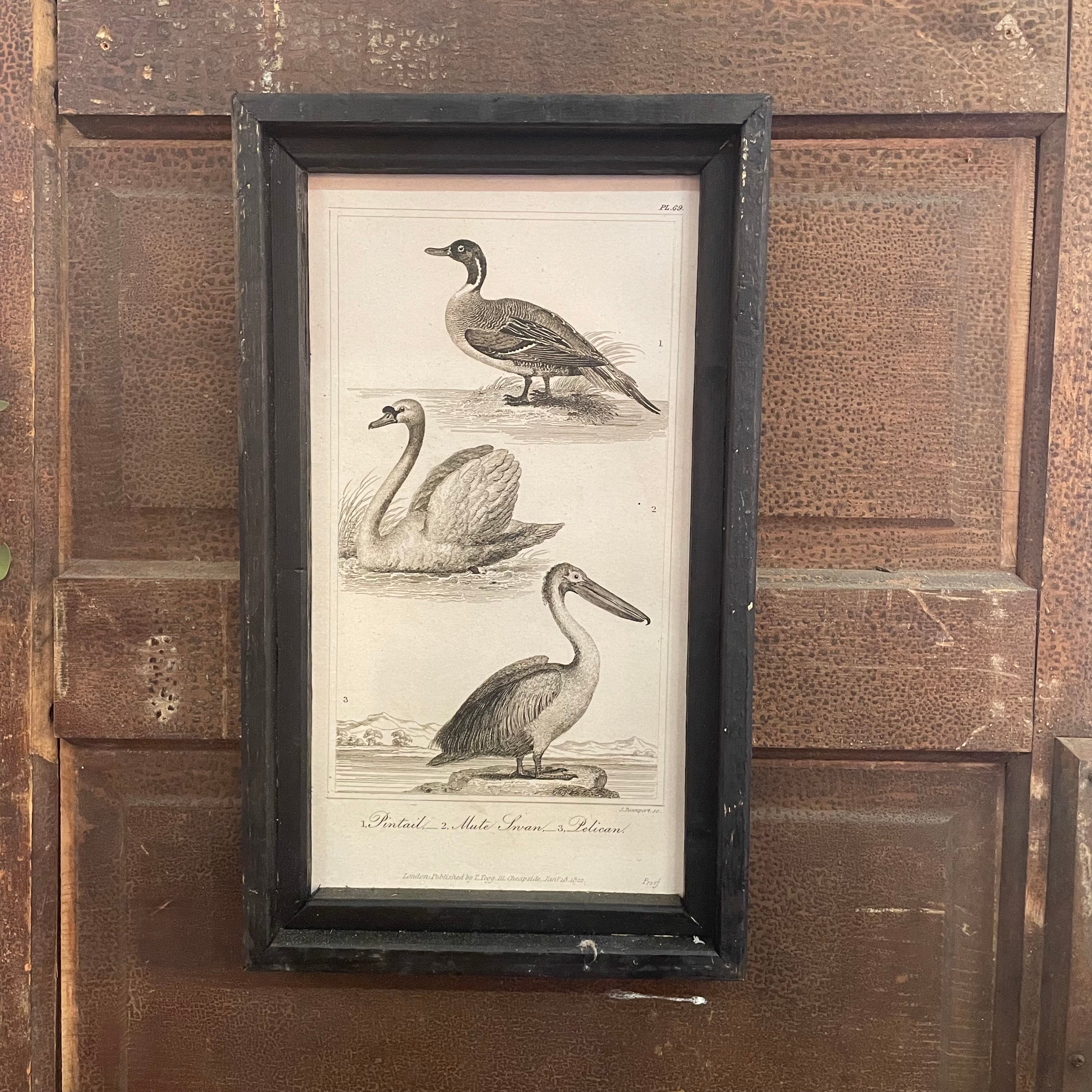 Pintail, Swan, and Pelican Framed Canvas Print