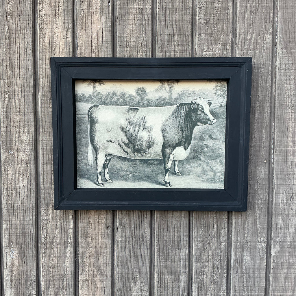 Framed Canvas Print of Shorthorn Bull