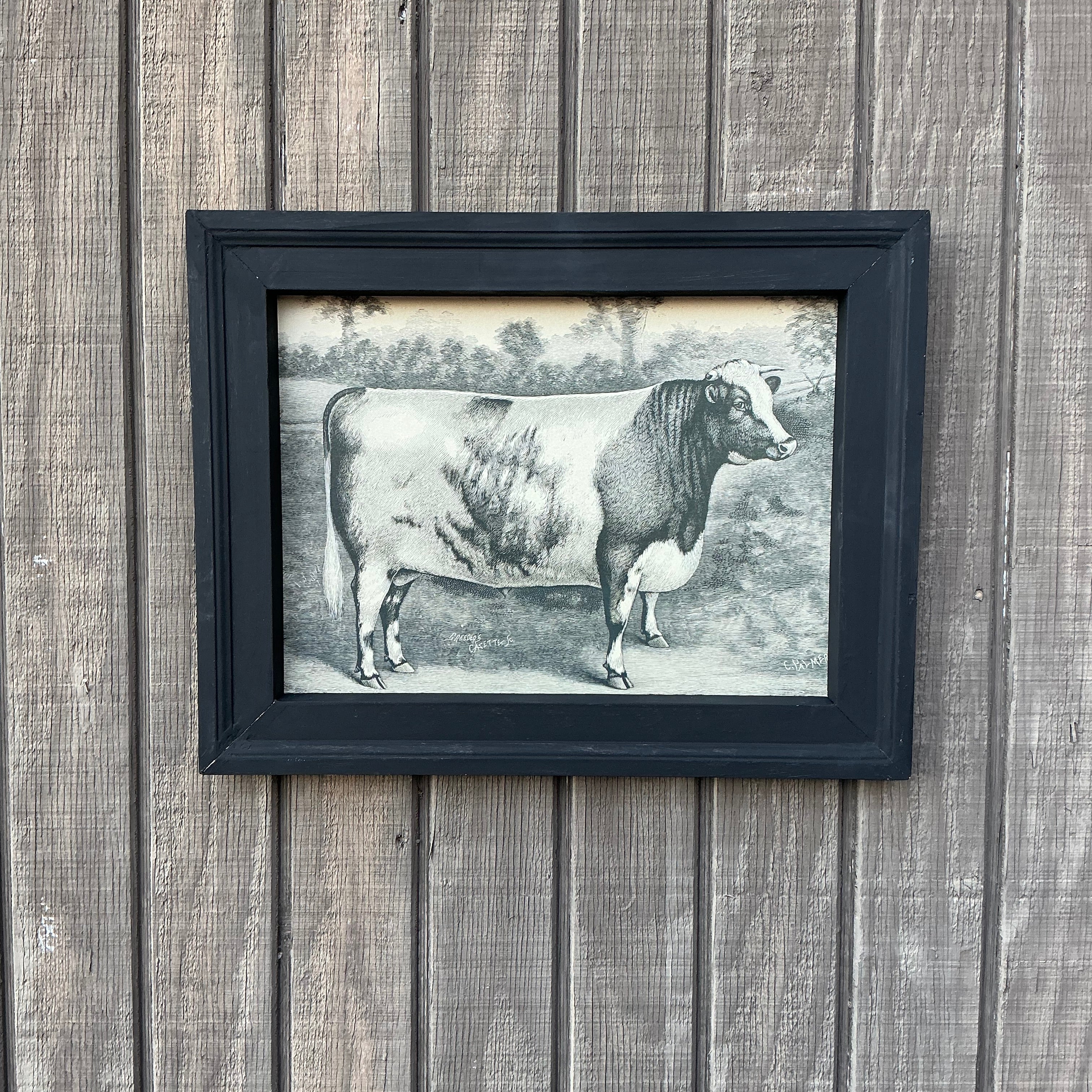 Framed Canvas Print of Shorthorn Bull