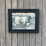 Framed Canvas Print of Shorthorn Bull