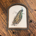 Peacock Canvas Print Framed in Arch