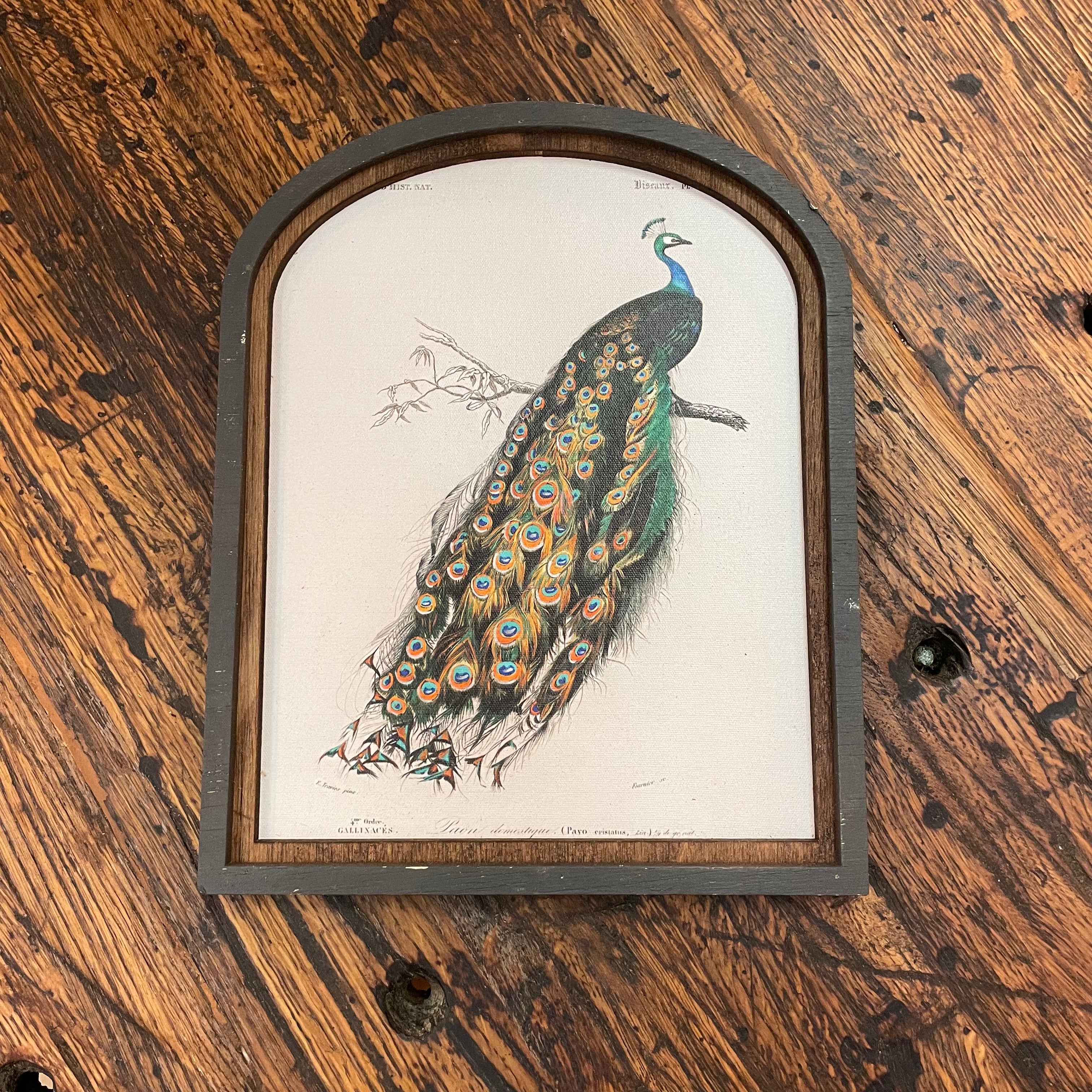 Peacock Canvas Print Framed in Arch