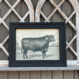 Framed Canvas Print of Angus Bull