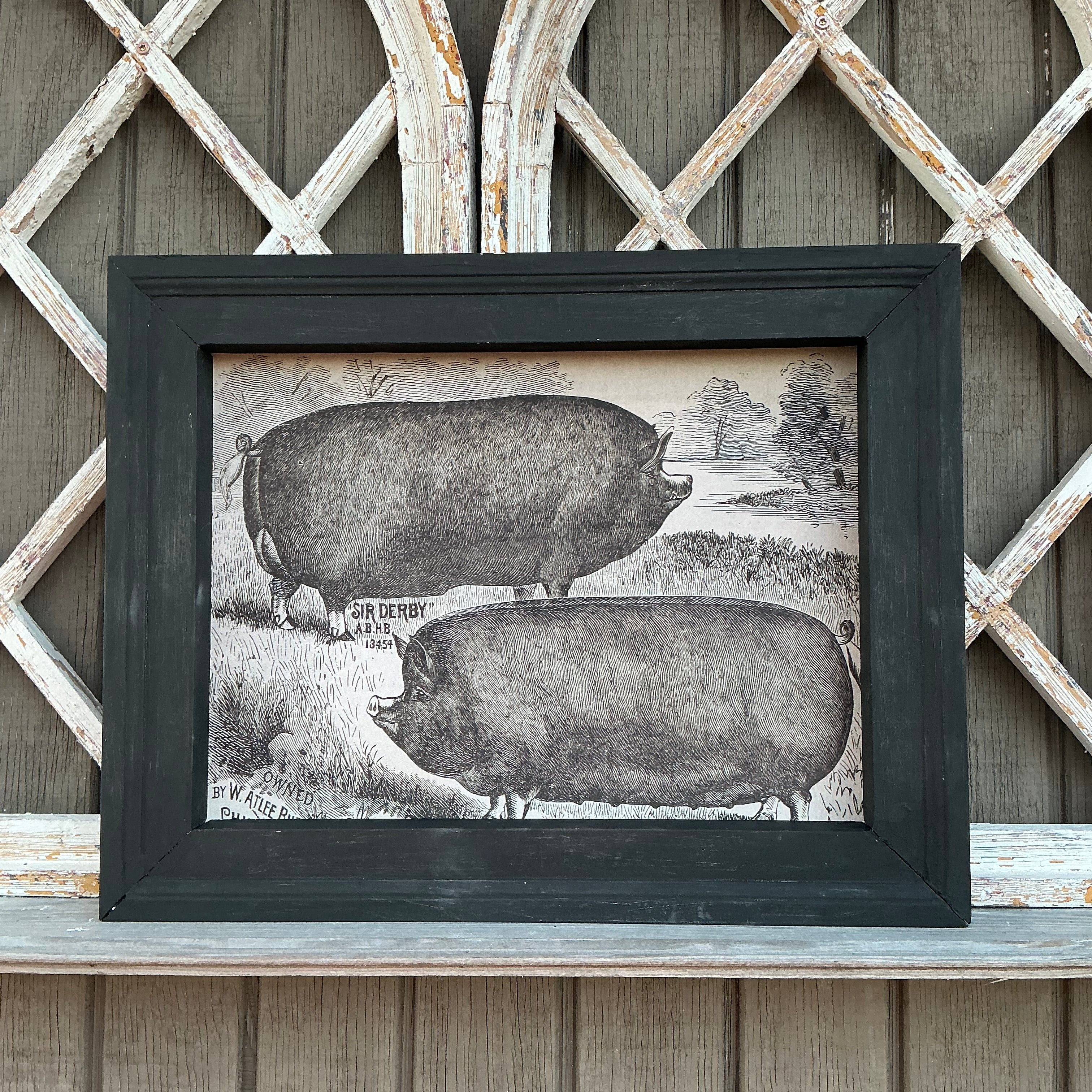 Framed Canvas Print Berkshire Pigs