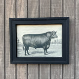 Framed Canvas Print of Angus Bull