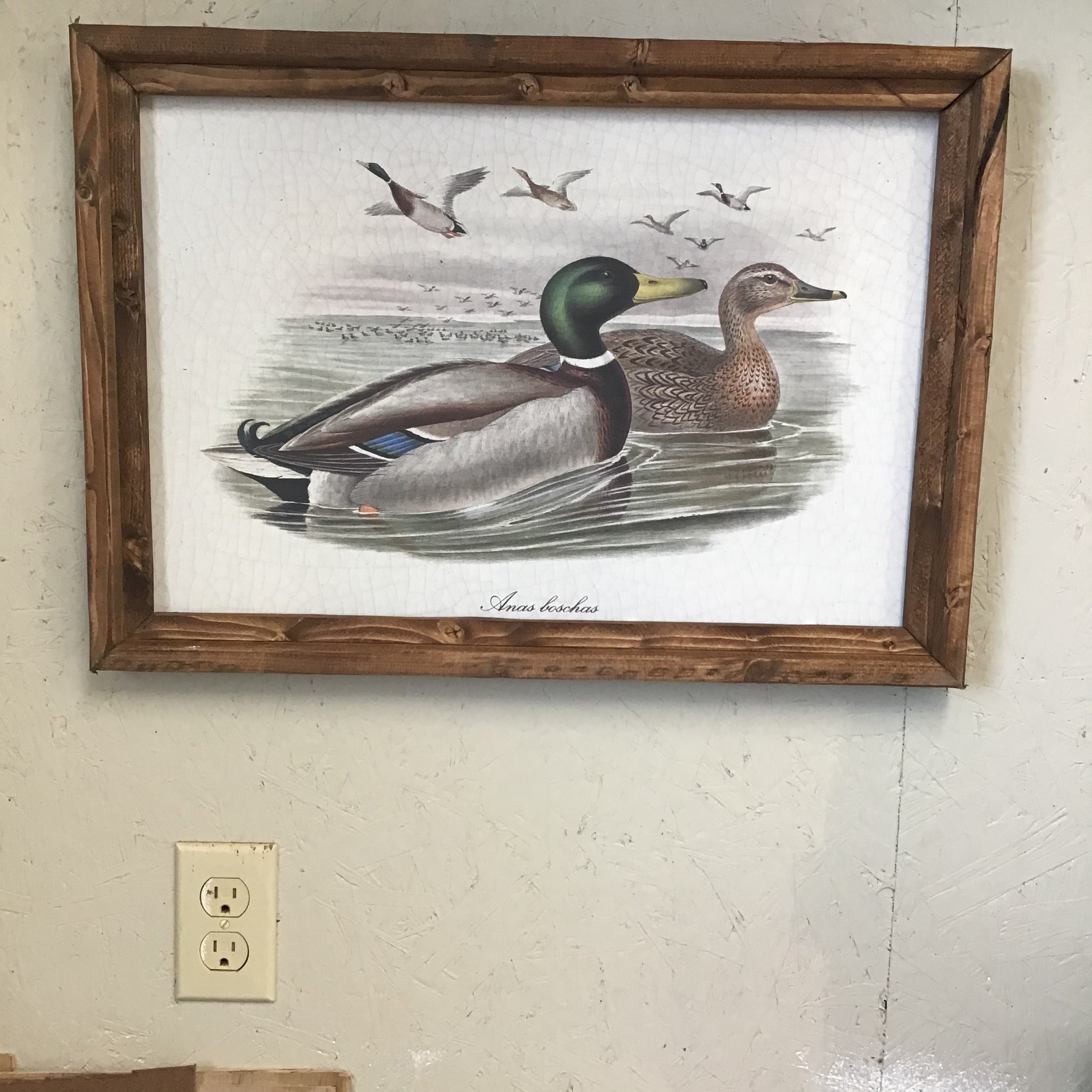 MALLARD DUCK ART PRINT