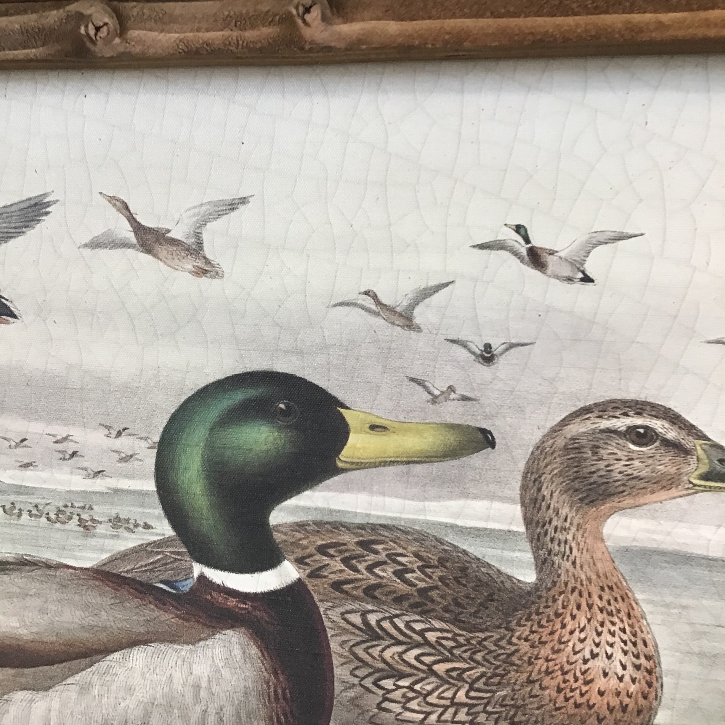 MALLARD DUCK ART PRINT