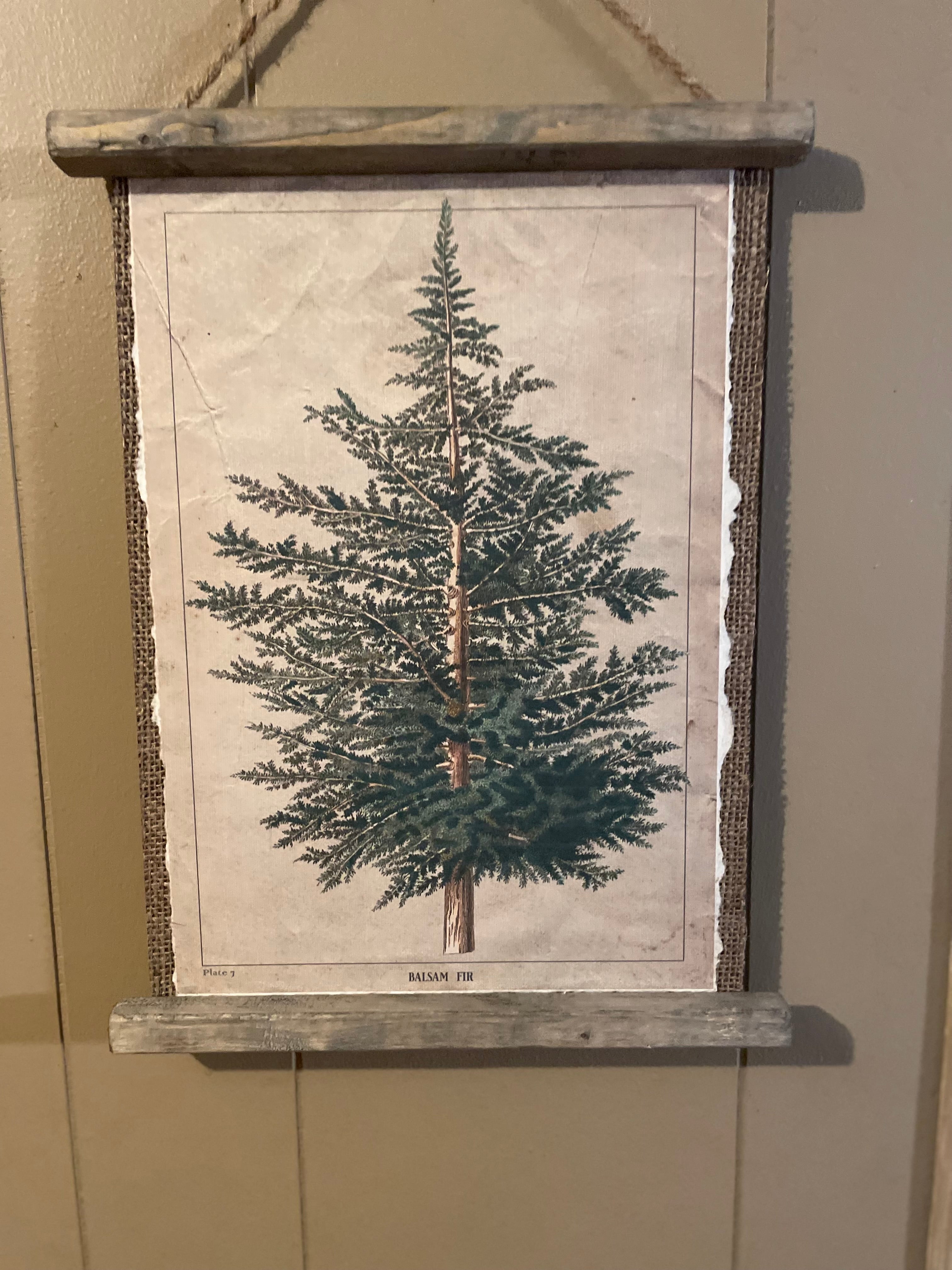 Balsom Fir Botanical Plate Plaque
