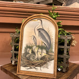 Heron and Chicks in Nest in Med Arch