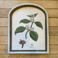 Coffee Botanical Canvas Print Framed in Arch