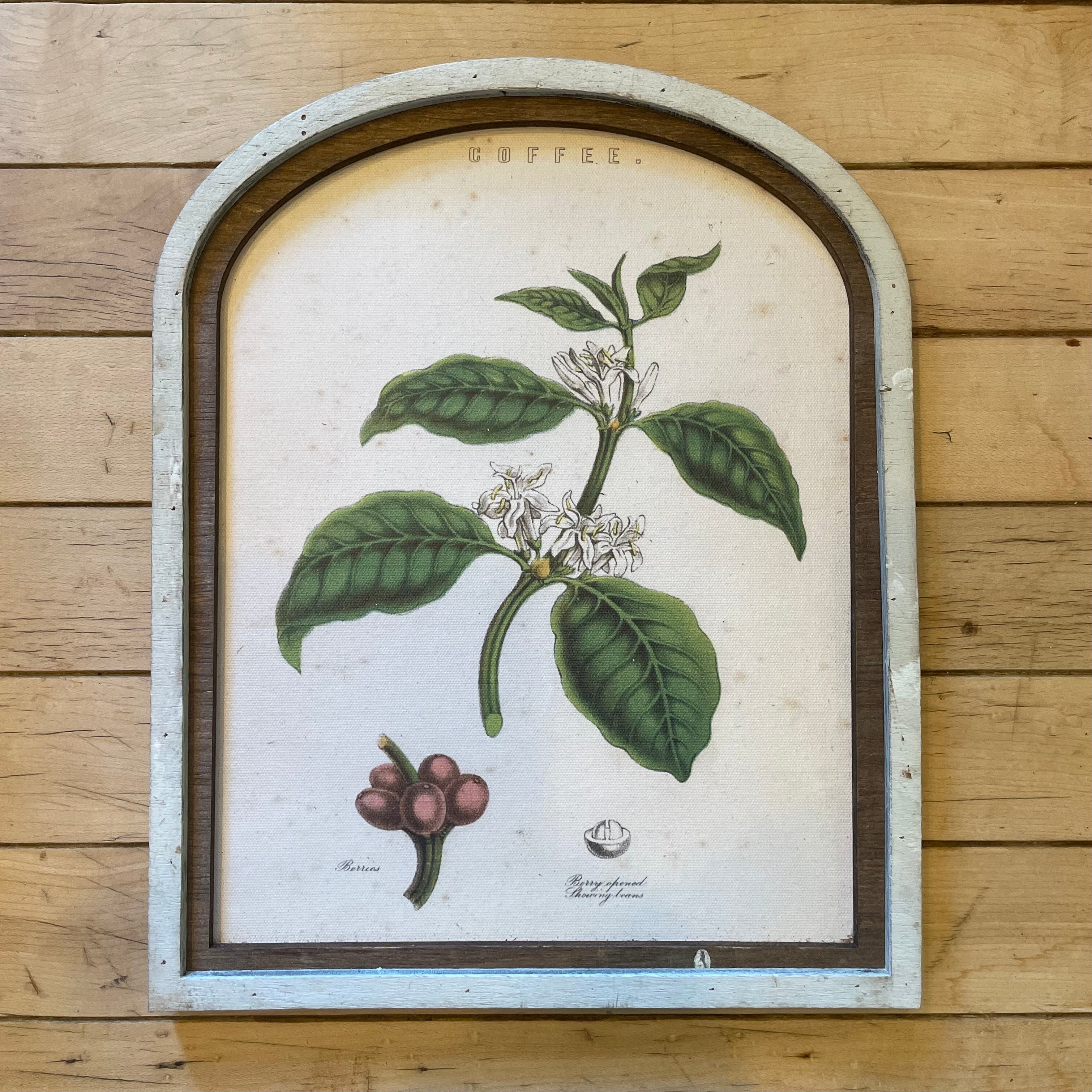 Coffee Botanical Canvas Print Framed in Arch