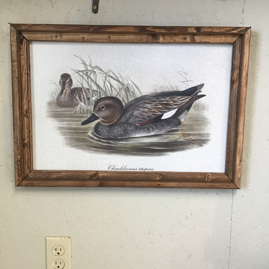 Garganey Framed Duck Print