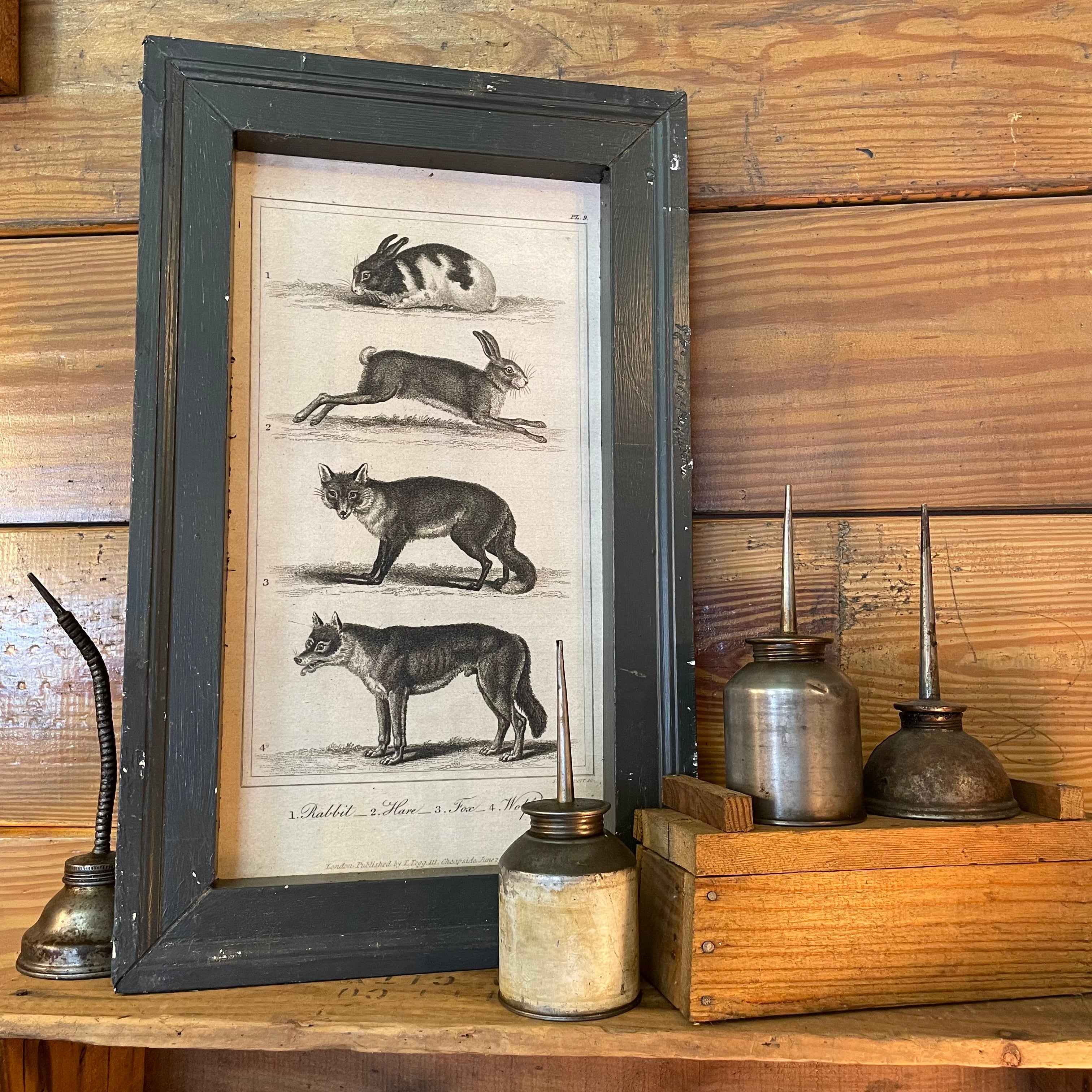 Rabbit, Hare, Fox, and Wolf Framed Print